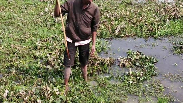 Eel fish catching l very Amazing video l смотреть онлайн