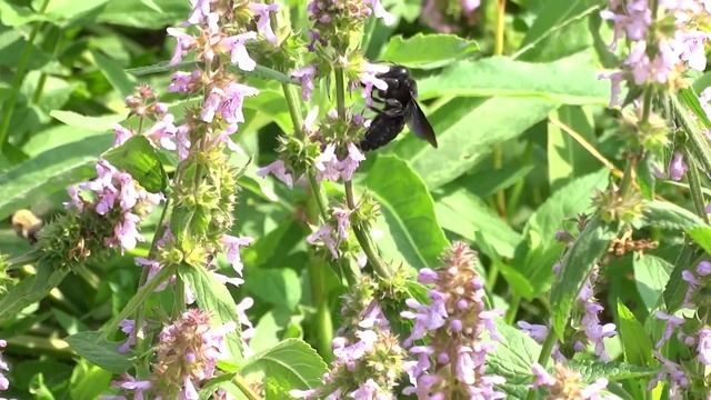 Пчела-плотник. Пчела из Красной книги. ( Xylocopa valga ) смотреть онлайн