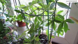 Что нужно для ЦВЕТЕНИЯ  ПАССИФЛОРЫ.