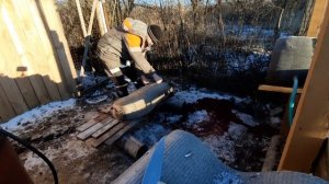 Вес вьетнамского поросёнка в 7 месяцев.