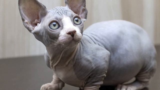 Манчкин плюс сфинкс = маленький и очаровательный бамбино. Порода кошек бамбино. смотреть онлайн