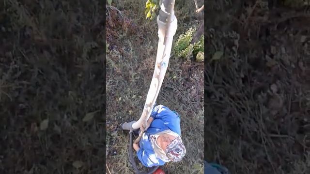 Сбор фруктов пылесосом. Слива смотреть онлайн
