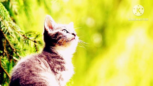 THE CAT I ANDREW BARTON PATERSON I UNIT I I BANGLA I LIVE CLASS I ARNAB ENGLISH TUTORIAL CENTRE смотреть онлайн