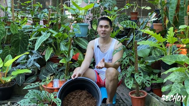 HOW TO GROW A LUSH AND HEALTHY MONSTERA ADANSONII | HOW TO MAKE ADANSONII TOWER смотреть онлайн
