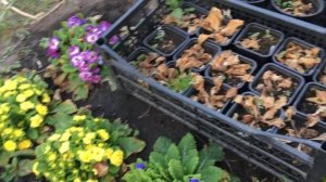 Примула Беларина после зимовки #примула#беларина#наташаХорошунова#новосибирск