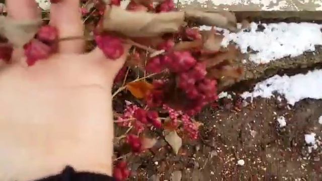 Лучший кустарник для двора загородного дома с ягодами: снежноягодник розовый Шено смотреть онлайн