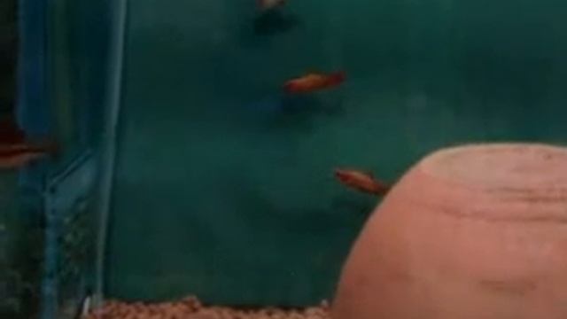 deniz akvaryumu akvaryum discus (diskus) animals papağan смотреть онлайн