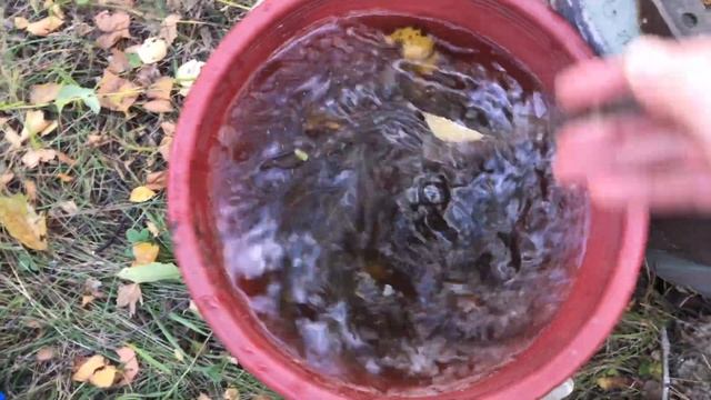 Готовим смородину к зиме смотреть онлайн