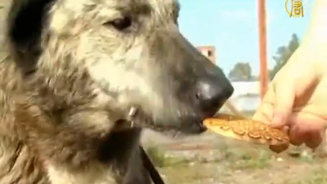 Тузик в инвалидной коляске улетает в Америку смотреть онлайн