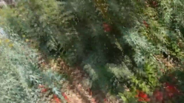 Shimul Flower - Bombax Ceiba Flowering Tree смотреть онлайн