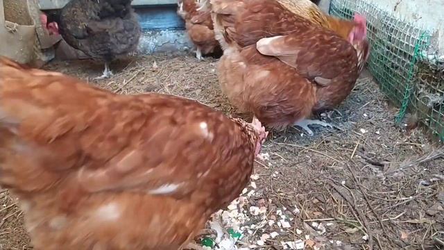 2 бесплатных корма для кур (чтобы не зажирели)/бройлеры больше не дохнут смотреть онлайн