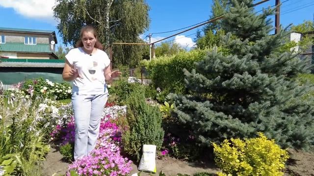 Хвойные растения. ORGANICUM в гостях у Садового Мира. смотреть онлайн