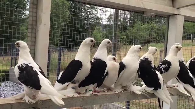 ДВУХЧУБЫЕ АВЛАКИ / PIGEONS / TAUBE #Gulsarinfo смотреть онлайн