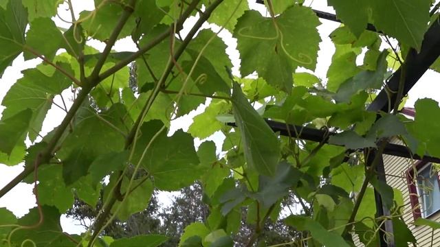 Виноград в Подмосковье. Наш первый опыт смотреть онлайн