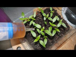 Рассада перца взошла что делать дальше? Новые секреты по уходу за рассадой перца.