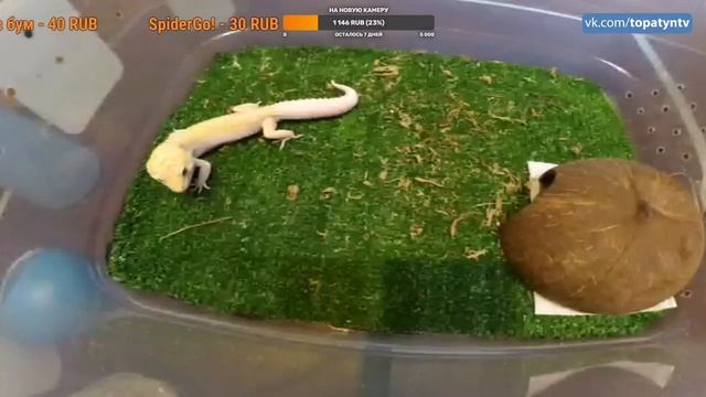 СТРИМ С ЭУБЛЕФАРАМИ И ПИТОНОМ / ЭКЗОТИЧЕСКИЕ ЖИВОТНЫЕ / ОТВЕЧАЕМ НА ВОПРОСЫ смотреть онлайн