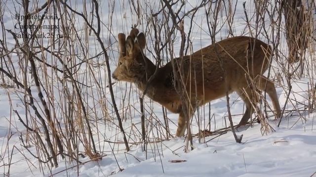 ПЯТНИСТЫЕ ОЛЕНИ, КОСУЛИ И ИЗЮБРЬ БУСИНКА В ПРИМОРСКОМ САФАРИ-ПАРКЕ смотреть онлайн