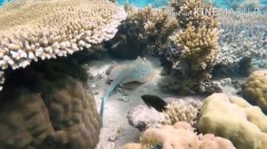 ЖИЗНЬ на ДНЕ ОКЕАНА 4К Подводный Мир и Обитатели Океана! Красивые Съёмки! Завораживающее Зрелище!!!