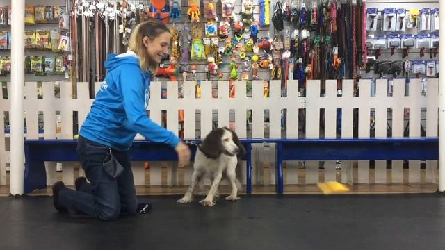 Урок 3. Как научить собаку командам "Сидеть", "Лежать", "Апорт!" ("Принеси"). Как гулять с собакой? смотреть онлайн