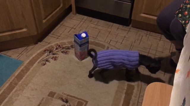 Перчик привыкает к одежде ??Москва тоже не сразу строилась!? смотреть онлайн