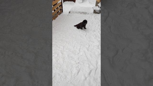 щенки ньюфаундленда смотреть онлайн
