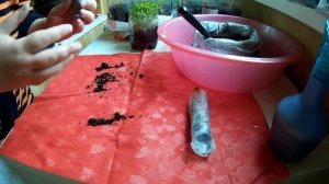 ПИКИРУЮ БАРХАТЦЫ ВЫСОКОРОСЛЫЕ - ПРОРОЩЕННАЯ КУКУРУЗА в ПЕЛЕНКЕ