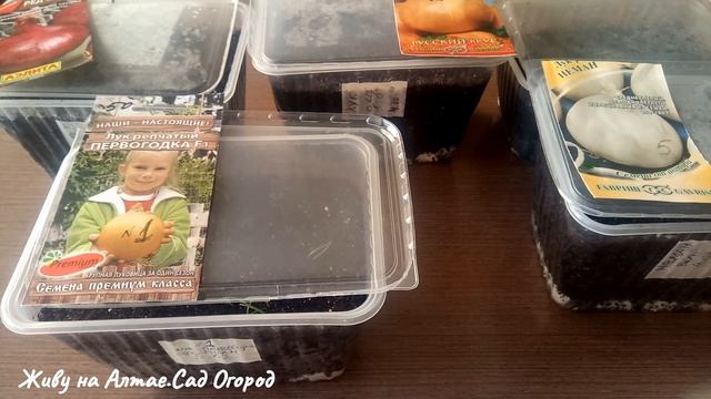 Всходы лука, посев в феврале.Уход на начальном этапе роста рассады. смотреть онлайн