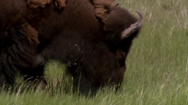 What is Tallgrass Prairie? смотреть онлайн