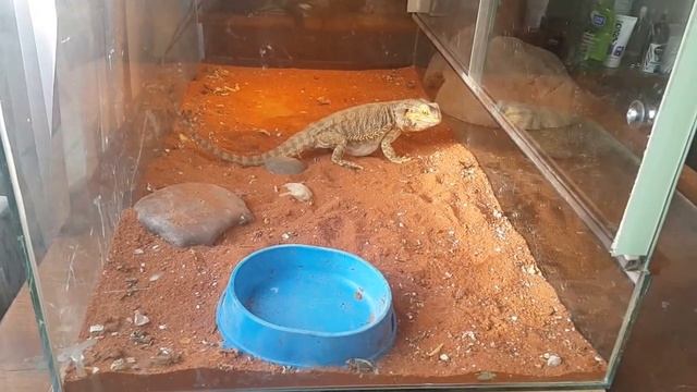 Агама ест полчище сверчков смотреть онлайн