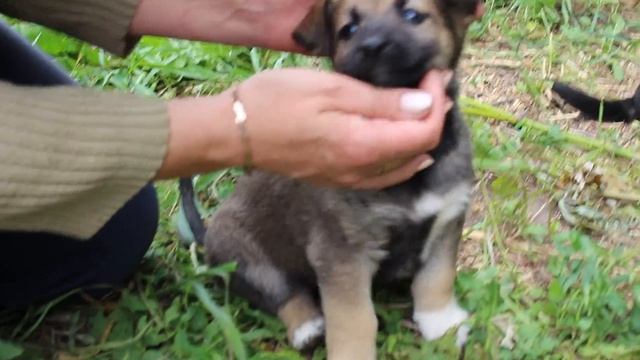 Щенки остались без матери. Отдам щенков в хорошие руки. смотреть онлайн