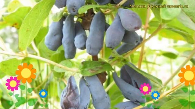 Жимолость съедобная Звездочка. Краткий обзор, описание характеристик lonicera edulis Zvezdochka смотреть онлайн