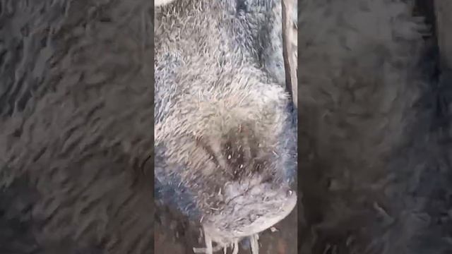 Гон У дикого кабана. #позитивный_фермер смотреть онлайн