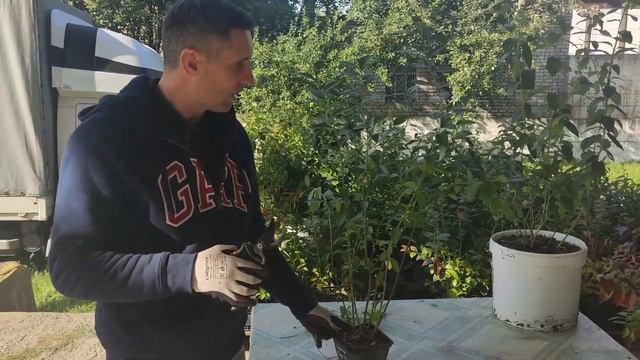 ОБРЕЗКА ГОЛУБИКИ ОТ А ДО Я смотреть онлайн