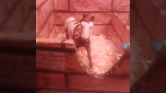 Обзор на самодельную конюшню для лошадей Schleich смотреть онлайн