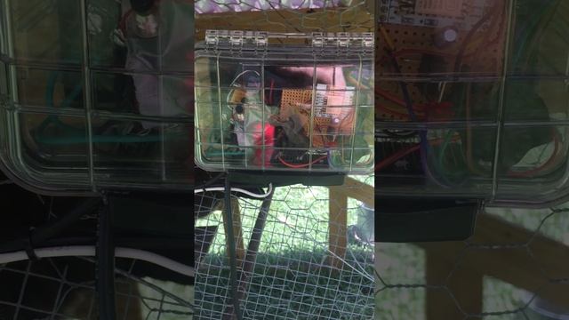 Automatic Chicken coop door controlled by ESP8266 using node-red смотреть онлайн