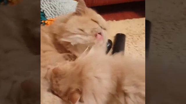 Как персидские котята ухаживают друг за другом #2 смотреть онлайн