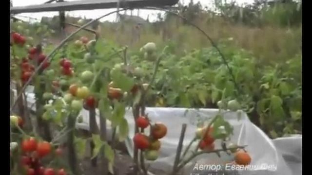 Обмануть фитофтору. Помидоры от А до Я смотреть онлайн