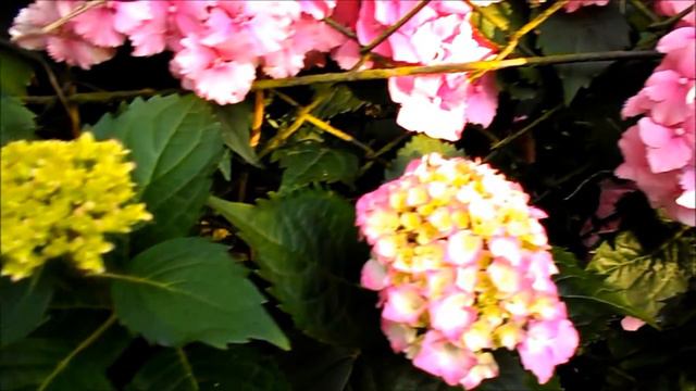 Hortensia - Hortensja ogrodowa смотреть онлайн