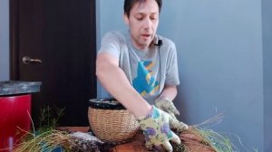 Пересадка и деление куста Аспарагуса