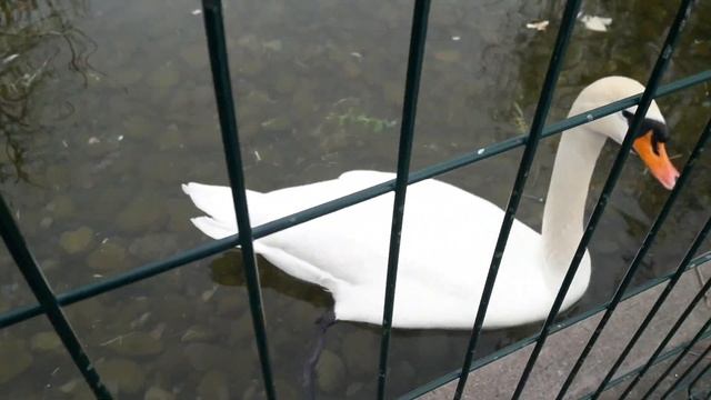 გედები / სამება / Пруд с лебедями/ Храм Цминда Самеба / Тбилиси смотреть онлайн