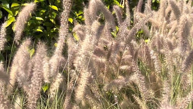 Тяжелые болезни от сихра, колдовства смотреть онлайн