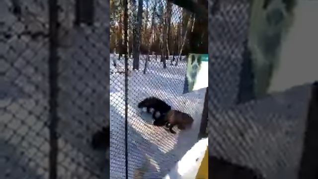 Танай , зоопарк , побег мохнатых смотреть онлайн