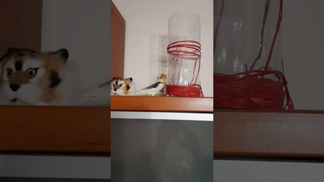 Корелла Жорик, кто в доме хозяин? смотреть онлайн