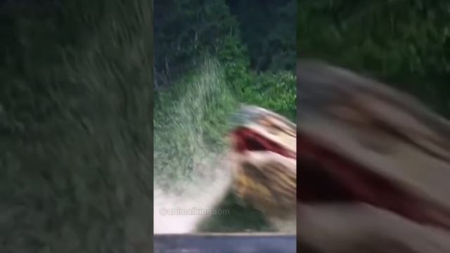 Great white shark and many big animal смотреть онлайн