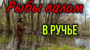 ОТКУДА В РУЧЬЕ СТОЛЬКО РЫБЫ???РЫБАЛКА НА ПОПЛАВОК 2021.ОТКРЫТИЕ СЕЗОНА