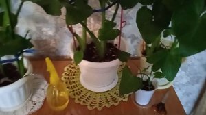 Эфиопская калла, выращивание, уход, ошибки и устранение?