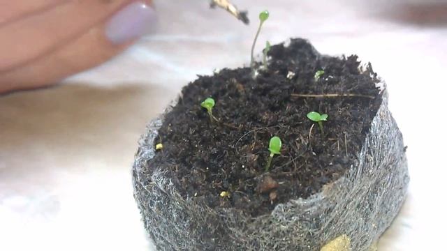 Вытянулась петуния? не беда ,смотрите что нужно делать смотреть онлайн