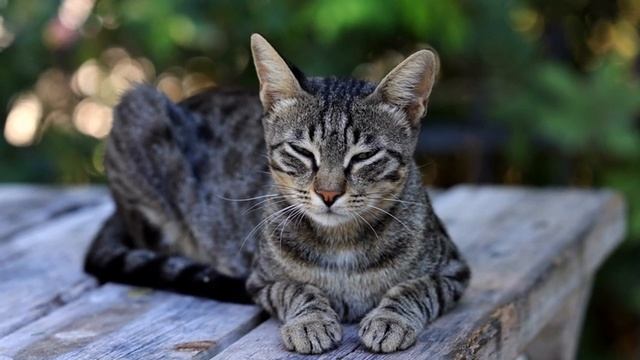 КОШКИ много СПЯТ. И вот ПОЧЕМУ! смотреть онлайн