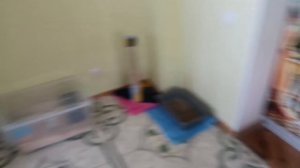 VLOG Шашлыки дома. Алиса поёт. Надя обустраивается.