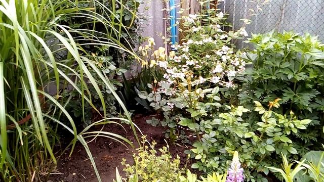 15 мая2018 клематис цельнолистный смотреть онлайн